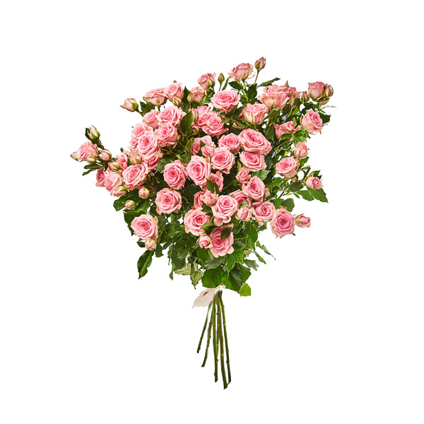 Кустовые розы "Прана" 75-85см