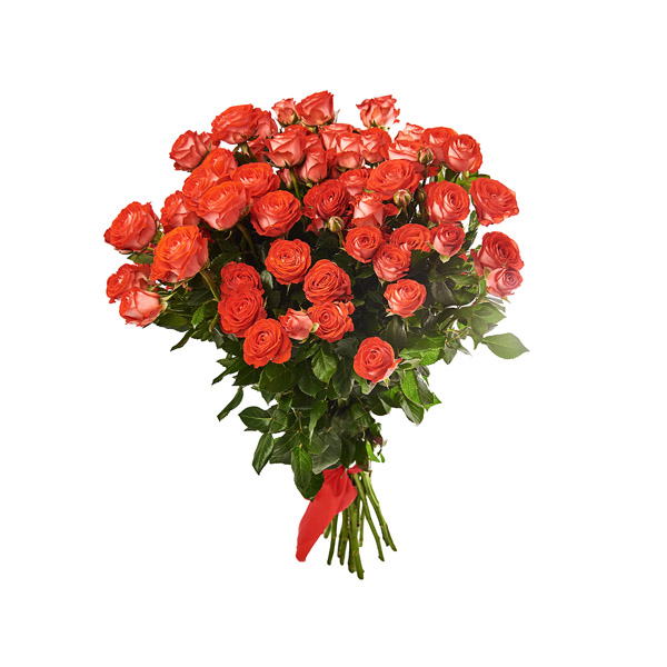 Кустовые розы "Sadik" 75-85см